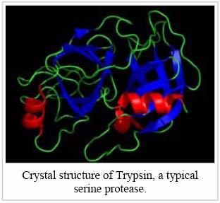 Hidrólise Enzimática da Proteína Exopeptidases - atuam somente nos finais das cadeias polipeptídicas na região N ou C terminal região amino terminal livre = aminopeptidases região carboxi terminal