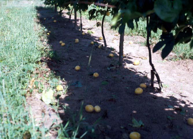 Após a colheita, os frutos perdem peso rapidamente, devendo ser comercializados ou armazenados de imediato. Foto: Valdique Martins Medina Fig. 35.