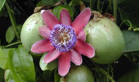 Foto: Nilton Fritzons Sanches Fig. 4. Frutos de maracujá doce (Passiflora alata Curtis).
