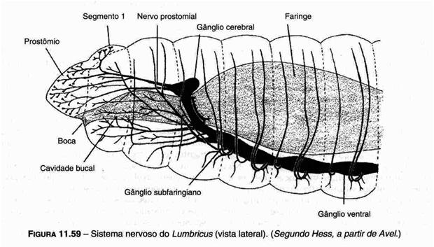 Pigmento: hemoglobina em Oligochaeta (coloração avermelhada) (oxigênio do ambiente células epidérmicas vaso) esquema circulatório (oxigênio do ambiente células epidérmicas vaso)