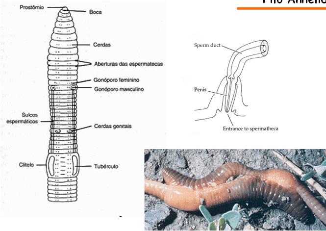 casulo sendo formado pelo clitélo cópula casulo - Clitellata