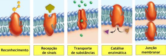 Funções das proteínas das membranas Passagem de moléculas de água; Capturam outras