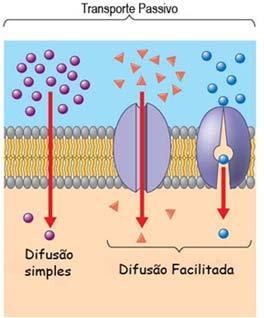 Difusão facilitada Transporte através da membrana onde