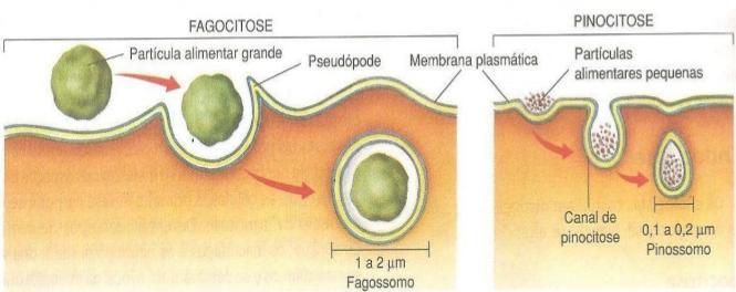 Pinocitose Englobamento de partículas líquidas Bolsas membranosas Pinossomos Ex: Célula