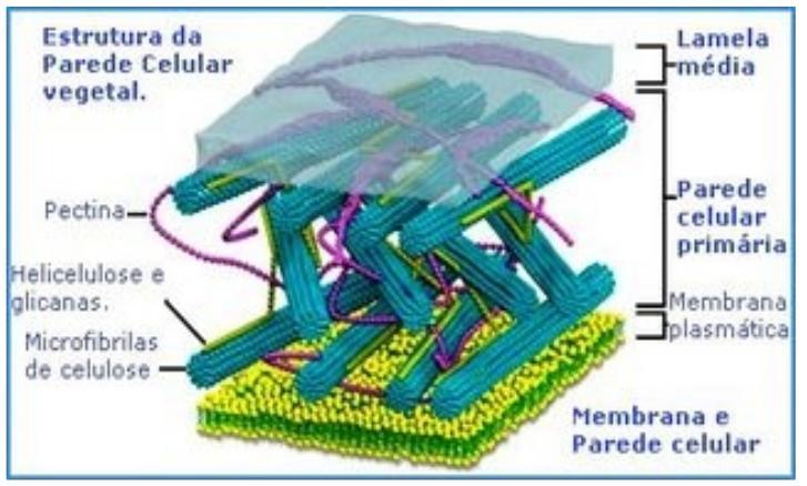 Componentes: Longas e resistentes microfibrilas de celulose