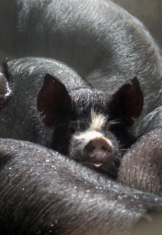Programa de fornecimento A Marel Meat fornece linhas industriais para abate de suínos no mundo inteiro, com capacidade desde 40 suínos por hora até a mais rápida linha