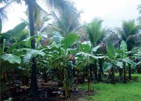 milho ou outras culturas de subsistência para diversificar a produção. Sempre que necessário, ocorre a renovação dos bananais, e aos poucos introduzem novas variedades.