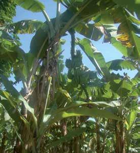 Planta e cacho de bananeira FHIA- 18. Foto: Elaine C.