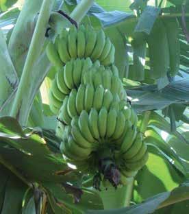 Cor do pecíolo e da nervura principal: verde. Nematoides: suscetível. Formato do fruto: externamente parecidos e com sabor semelhante ao da cultivar Maçã. Observação: porte menor do que a Maçã.