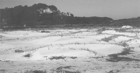 Incipient dune ridge with linguoid dunes, in Superagüi. Figura 18: Cordão dunar incipiente com nebkhas, na Ilha do Mel. Incipient dune ridge with nebkas, in Ilha do Mel.