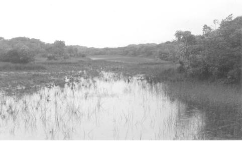 Interdune marsh with typical vegetation of Cladium and Scirpus, on Guarapari, between Praia de Leste and Pontal do Sul.