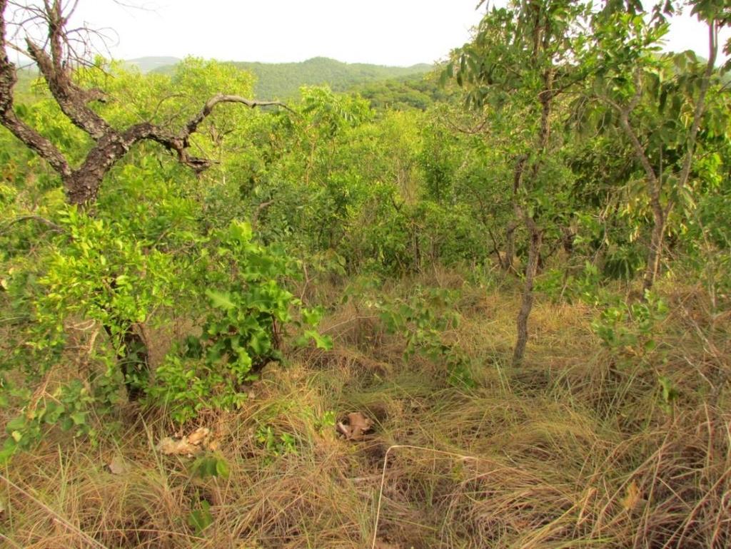 17 Figura 5: Cerrado stricto sensu (savana arborizada), Estância Mimosa,