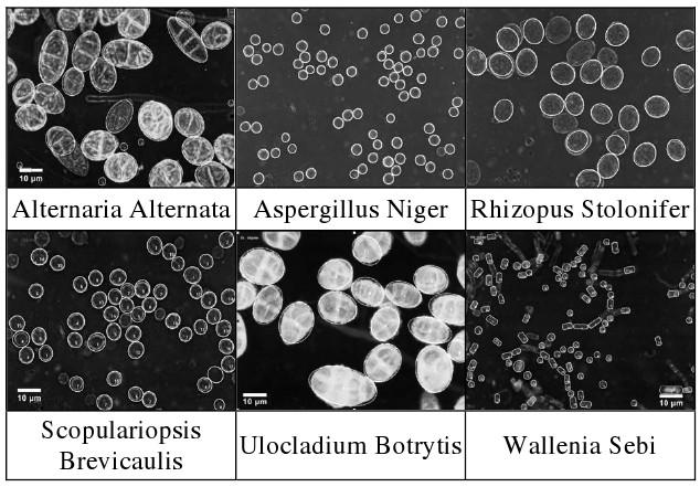 Mineração de Imagens Exemplos Reconhecimento de tipos de fungos em imagens microscópicas usando forma.