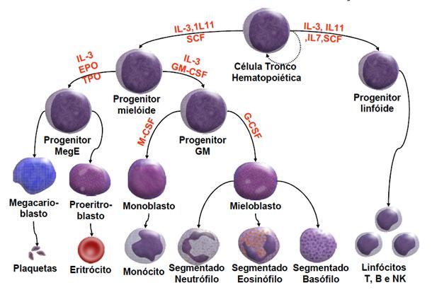 Hemopoese