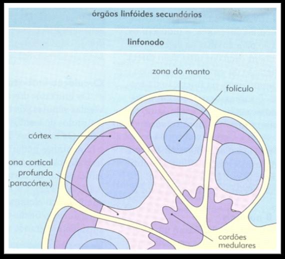 Orgãos