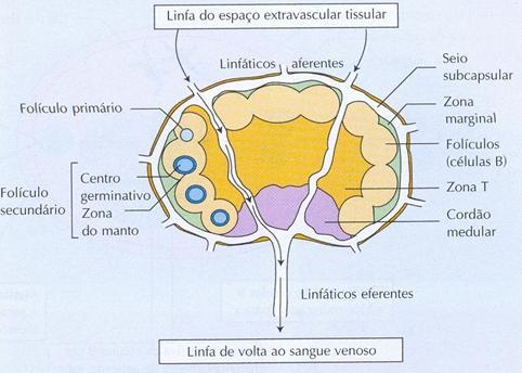 Linfonodos Linfonodo com folículos