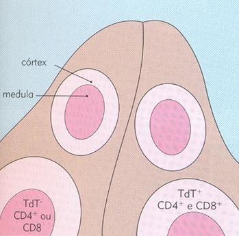 Hematology,