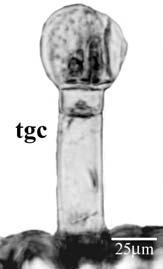 Secção transversal do limbo, indicando epiderme (ep), tricomas glandulares capitados (tgc), estômato (es), parênquima paliçádico (pp), parênquima esponjoso (pe), colênquima (co) e feixe vascular