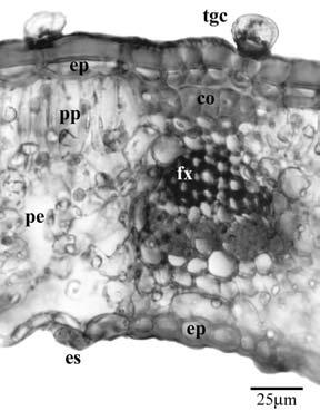 Detalhe de um tricoma glandular capitado (tgc). fologia diversa, sendo capitados (Figs. 3-6) e peltados (Fig. 3).