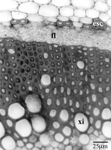 Pormenor do caule, mostrando um tricoma glandular peltado (tgp), epiderme uniestratificada (ep), parênquima cortical (pc), calota esclerênquimática (esc) aposta ao floema (fl) e xilema (xi).