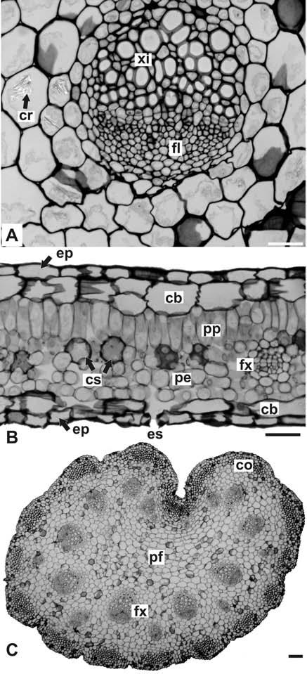 DUARTE M. do R. & SIEBENROCK M.C.N. Figura 4. Piper mikanianum (Kunth) Steud., secção transversal da folha: A. detalhe de um feixe vascular colateral da nervura central; B.