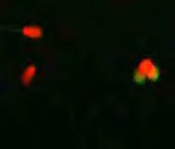 fluorescentes PI, FITC-PSA e JC-1. A.