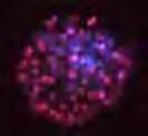 Dos 191 embriões destinados à coloração diferencial, por fluorocromo (Hoechst 33342), em microscopia de epifluorescência (Figura 7) 93 foram analisados para determinar o número médio de células que