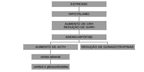 A ativação do eixo HHA durante o estresse calórico acarreta em um antagonismo entre os hormônios deste com os do eixo hipotálamohipófise-gonadal (HHG) (SANTOS, 2003).