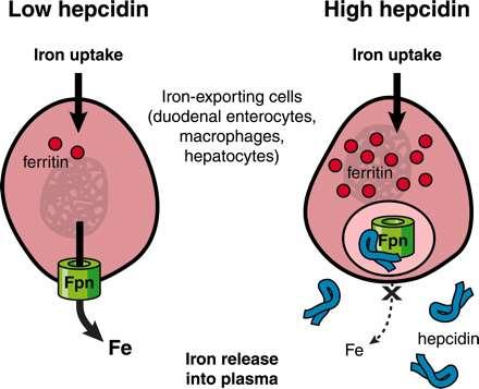 Hepcidina deficiência de Fe eritropoese estimulada expressão hepática + absorção intestinal de Fe
