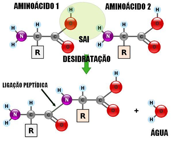 q=ligação+peptídica+entre+aminoácidos&biw=