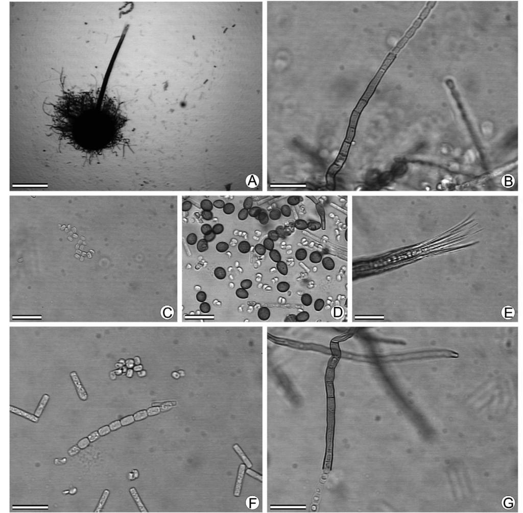 668 G. PIVETA et al. FIGURA 2 - Características morfológicas de Ceratocystis fimbriata.