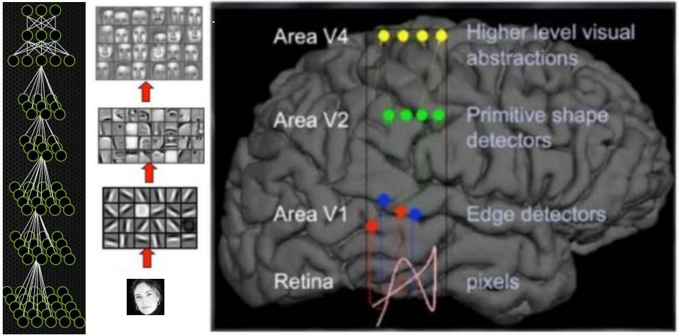 Inspiradas no modelo biológico da visão Conceito de Deep Learning (Multi-Camadas) Idealizada no ínicio do anos 90 [Lecun], e vasta