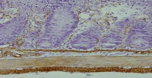 III), com imunomarcação para α-actina (400X), com identificação das camadas musculares ( * ). Fig. 25.