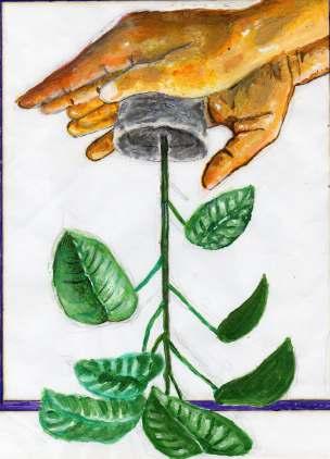 ESPÉCIES PARA REFLORESTAR Algumas espécies florestais nativas que podem ser utilizadas na recuperação de nascentes na Amazônia: Açaí (Euterpe oleracea) Buriti (Mauritia) Patauá (Oenocarpus bataua)