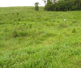 plantas daninhas. - Plantas com espinho dificultam o acesso dos animais.