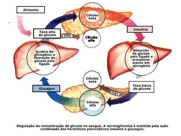 Glicogênio Hepático A função do glicogênio hepático é a manutenção da glicemia entre as refeições, ou seja, é uma reserva de