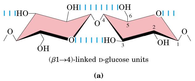 Polissacarídeos estruturais: Celulose Homopolissacarídeos: celulose