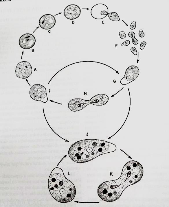 Morfologia Trofozoíto : vive na luz do intestino grosso; anaeróbio Locomoção: através de pseudópodes Alimentação: fsagocitose e pinocitose Reprodução: divisão binária dos trofozoítos 4 formas