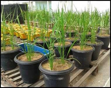 Figura 1. Plantas de arroz crescendo em condições naturais de casa de vegetação aos 60 dias após o plantio das sementes.