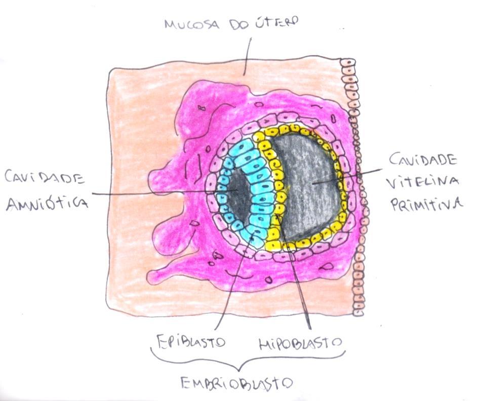ANEXOS EMBRIONÁRIOS Com a chegada do blastocisto no útero, a placenta começa a se formar, sendo constituída por um componente fetal (trofoblasto - parte do blastocisto) e um materno (parte do