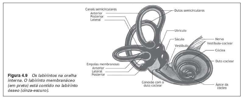 Ouvido interno O ouvido interno consiste no laberinto ósseo (cavidades e canais dentro do osso temporal) e no laberinto membranáceo, composto de dutos e da cóclea.