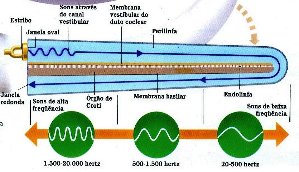 A cóclea registra tons de alta frequência (1500 a 20.