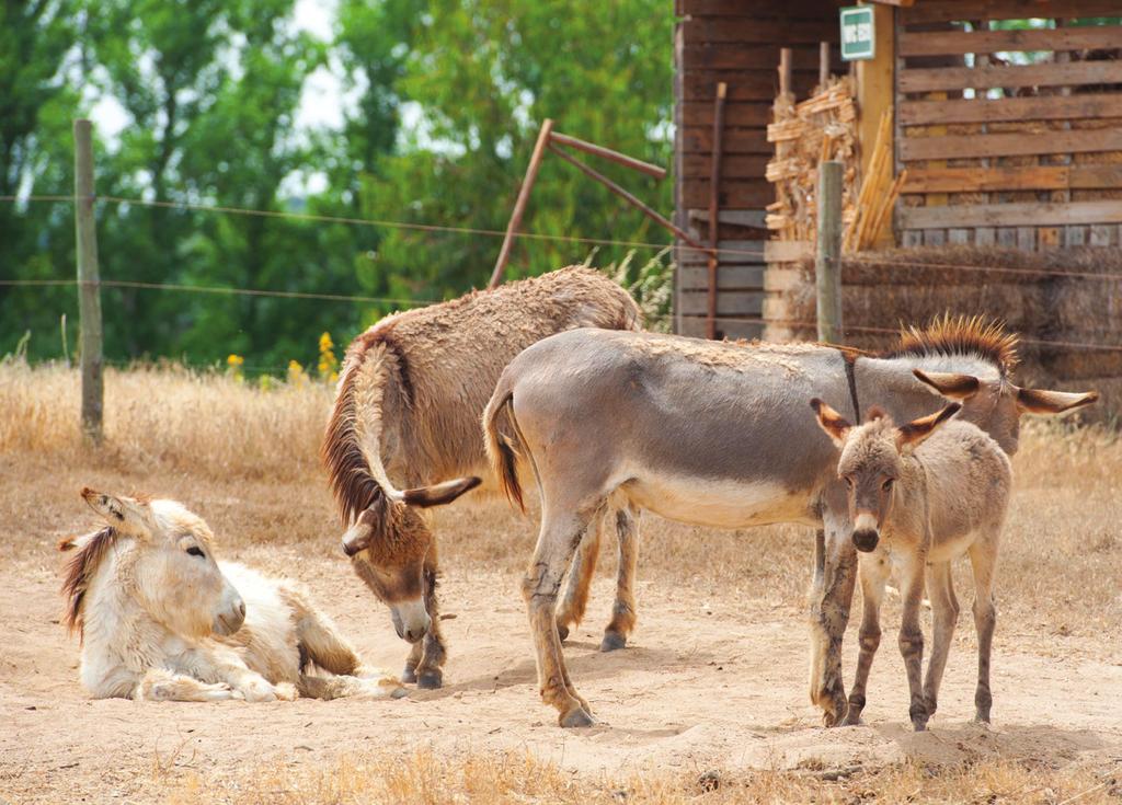 Figura 1 Herdade do Freixo do Meio economicamente, afirmou o porta-voz da UE para os assuntos ligados com a Agricultura e para o Desenvolvimento Rural à AGROTEC.