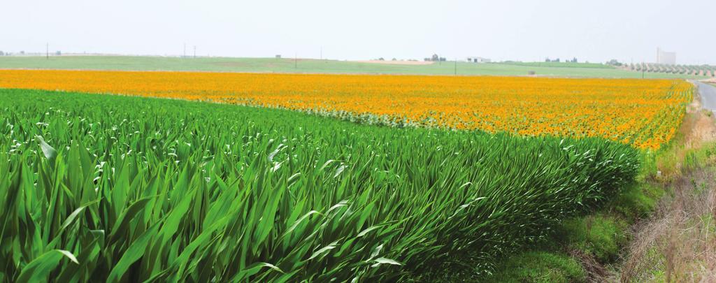 Alguns agricultores, como é o caso do dono da Herdade do Freixo do Meio, Alfredo Cunhal Sendim, já apostam num sistema de produção de vários produtos com eficiência ecológica.