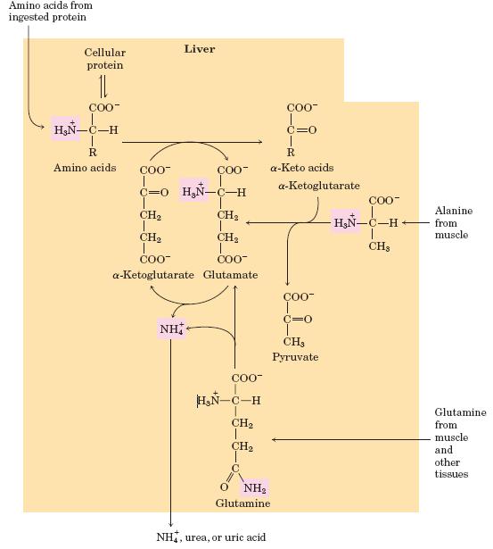 Destinos metabólicos dos grupos amino -