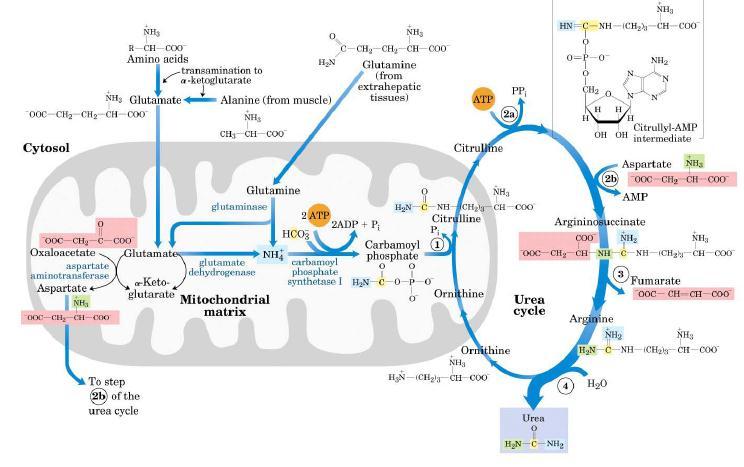 Ciclo da ureia e reações