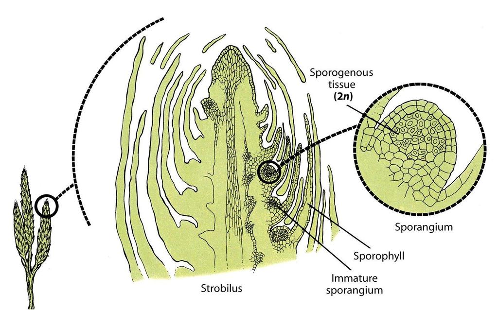 Lycopodiaceae