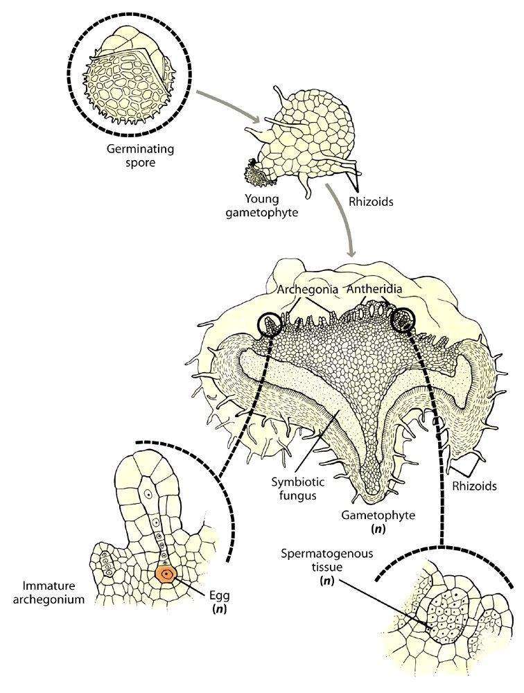 Lycopodiaceae