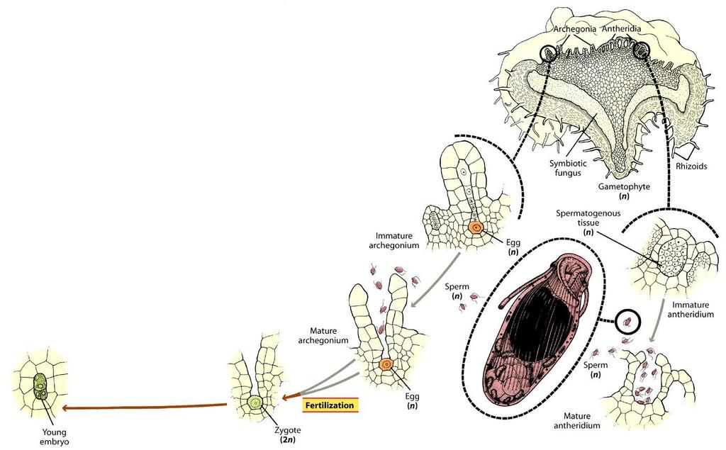 Lycopodiaceae