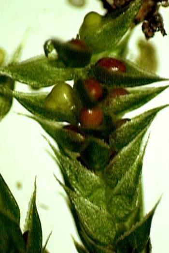 Selaginellaceae microsporângio